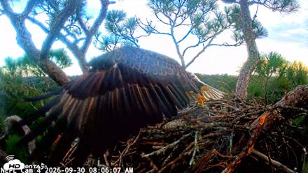 NE Florida Eagles Live Webcam - Sep 30, 2026, 8:06am EDT