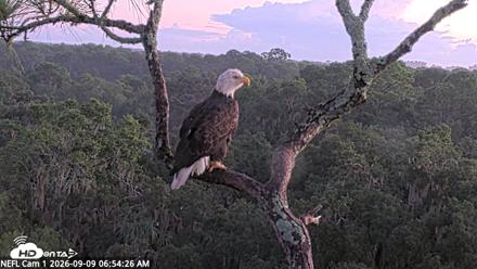 NE Florida Eagles Live Webcam - Sep 9, 2026, 6:55am EDT