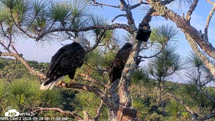 NE Florida Eagles Live Webcam - Sep 28, 2026, 8:12am EDT