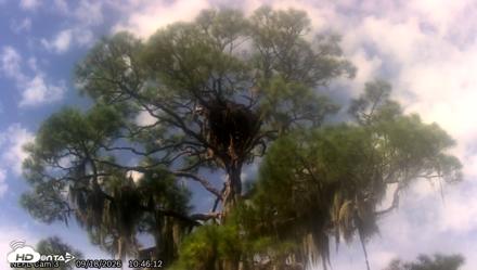 NE Florida Eagles Live Webcam - Sep 18, 2026, 10:47am EDT