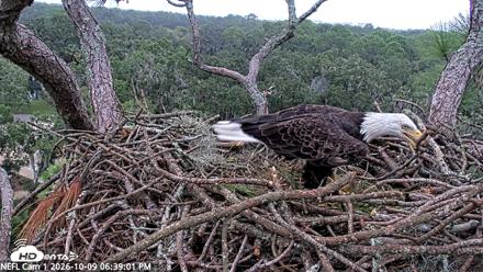 NE Florida Eagles Live Webcam - Oct 9, 2026, 6:39pm EDT