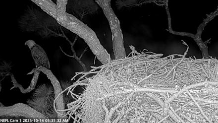 NE Florida Eagles Live Webcam - Oct 14, 2025, 5:36am EDT