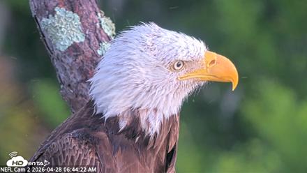 NE Florida Eagles Live Webcam - Apr 28, 2026, 6:45am EDT