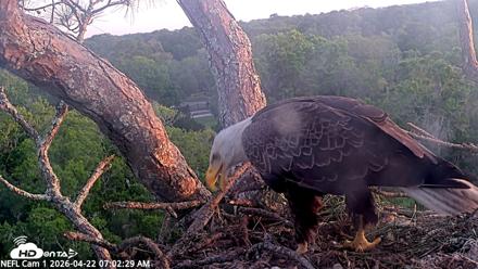 NE Florida Eagles Live Webcam - Apr 22, 2026, 7:03am EDT