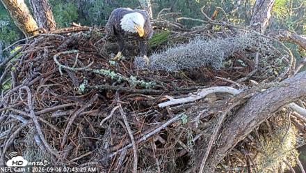 NE Florida Eagles Live Webcam - Sep 6, 2026, 7:44am EDT