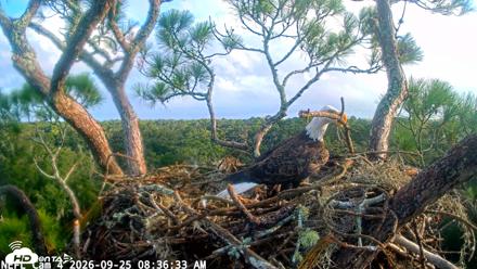 NE Florida Eagles Live Webcam - Sep 25, 2026, 8:37am EDT