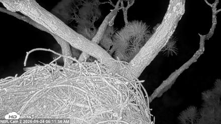 NE Florida Eagles Live Webcam - Sep 24, 2026, 6:13am EDT