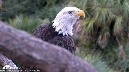 NE Florida Eagles Live Webcam - Aug 25, 2026, 7:48pm EDT