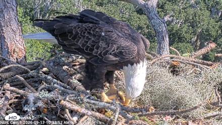 NE Florida Eagles Live Webcam - Sep 17, 2026, 10:34am EDT