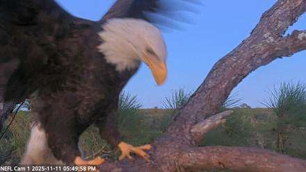 NE Florida Eagles Live Webcam - Nov 11, 2025, 5:50pm EST