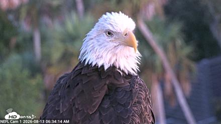 NE Florida Eagles Live Webcam - Aug 13, 2026, 6:35am EDT