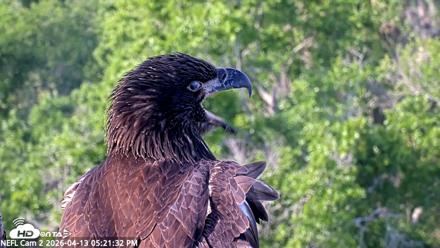 NE Florida Eagles Live Webcam - Apr 13, 2026, 5:22pm EDT