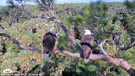 NE Florida Eagles Live Webcam - Sep 22, 2026, 9:40am EDT