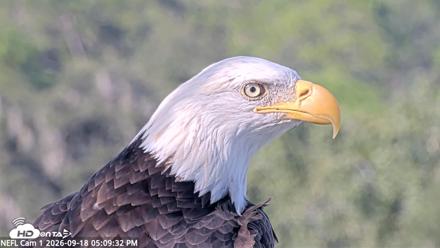 NE Florida Eagles Live Webcam - Sep 18, 2026, 5:10pm EDT