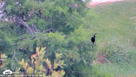 NE Florida Eagles Live Webcam - Jun 14, 2026, 6:38pm EDT