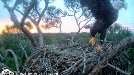 NE Florida Eagles Live Webcam - Sep 29, 2026, 7:14pm EDT