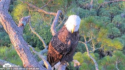 NE Florida Eagles Live Webcam - Aug 15, 2026, 7:10am EDT