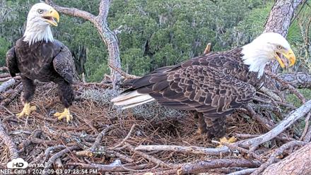 NE Florida Eagles Live Webcam - Sep 3, 2026, 7:30pm EDT