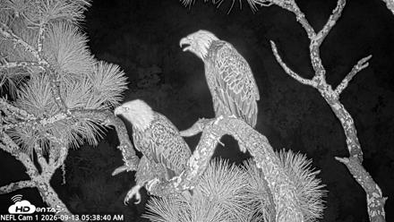 NE Florida Eagles Live Webcam - Sep 13, 2026, 5:39am EDT