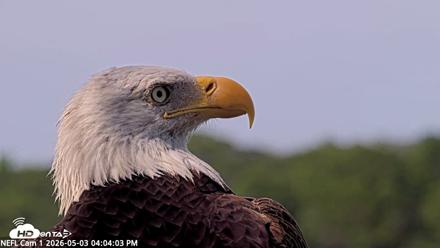 NE Florida Eagles Live Webcam - May 3, 2026, 4:04pm EDT