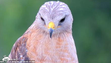 NE Florida Eagles Live Webcam - May 30, 2026, 6:06pm EDT