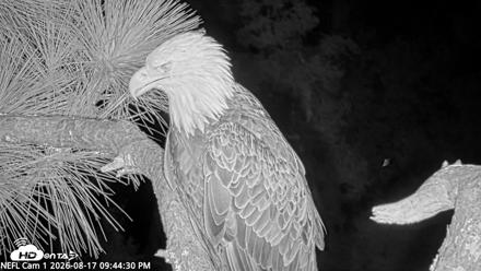 NE Florida Eagles Live Webcam - Aug 17, 2026, 9:45pm EDT