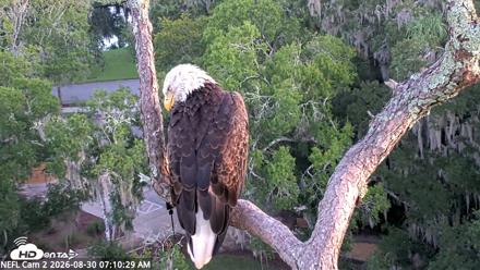 NE Florida Eagles Live Webcam - Aug 30, 2026, 7:11am EDT