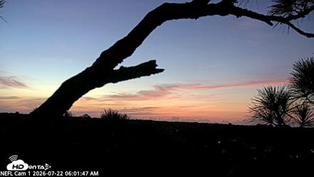 NE Florida Eagles Live Webcam - Jul 22, 2026, 6:02am EDT