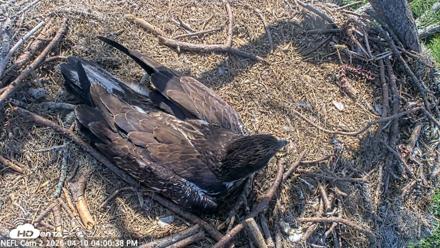 NE Florida Eagles Live Webcam - Apr 10, 2026, 4:01pm EDT