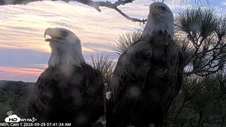 NE Florida Eagles Live Webcam - Sep 29, 2026, 7:42am EDT