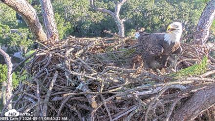NE Florida Eagles Live Webcam - Sep 11, 2026, 8:41am EDT