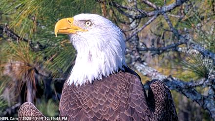 NE Florida Eagles Live Webcam - Nov 19, 2025, 12:20pm EST