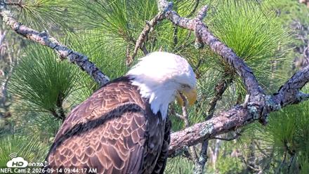 NE Florida Eagles Live Webcam - Sep 14, 2026, 9:45am EDT