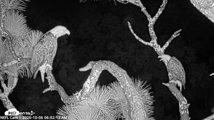 NE Florida Eagles Live Webcam - Oct 6, 2026, 6:03am EDT