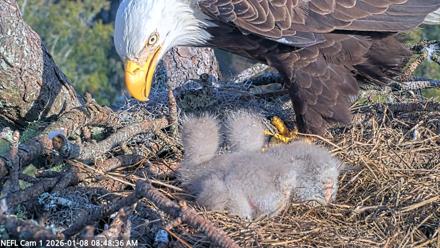 NE Florida Eagles Live Webcam - Jan 8, 2026, 8:49am EST