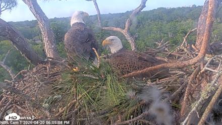 NE Florida Eagles Live Webcam - Apr 20, 2026, 6:06pm EDT