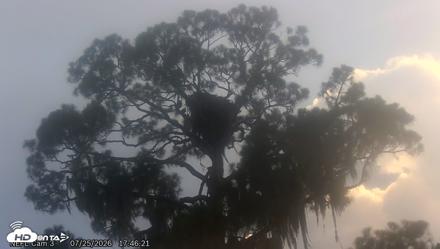 NE Florida Eagles Live Webcam - Jul 25, 2026, 5:47pm EDT