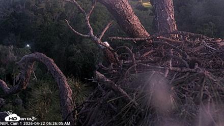 NE Florida Eagles Live Webcam - Apr 22, 2026, 6:26am EDT