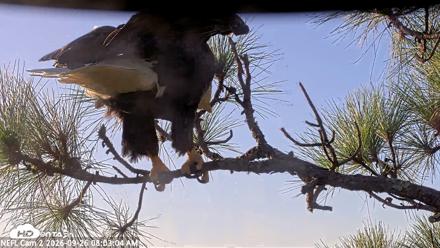 NE Florida Eagles Live Webcam - Sep 26, 2026, 8:04am EDT