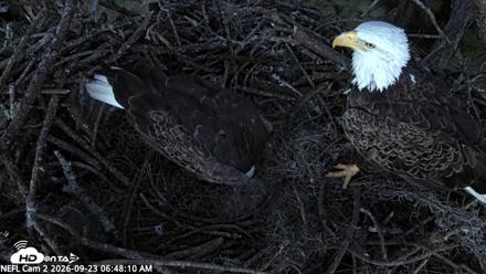 NE Florida Eagles Live Webcam - Sep 23, 2026, 6:49am EDT