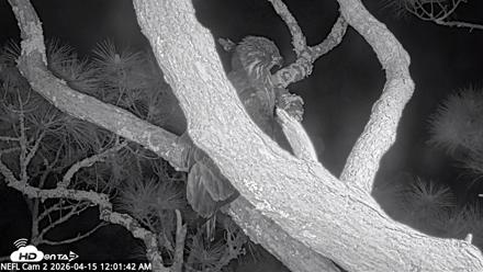 NE Florida Eagles Live Webcam - Apr 15, 2026, 12:02am EDT