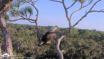 NE Florida Eagles Live Webcam - Sep 17, 2026, 9:12am EDT