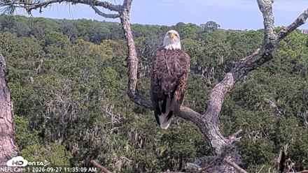 NE Florida Eagles Live Webcam - Sep 27, 2026, 11:36am EDT