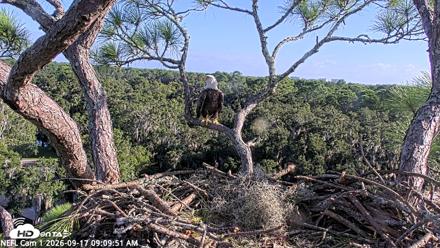 NE Florida Eagles Live Webcam - Sep 17, 2026, 9:10am EDT