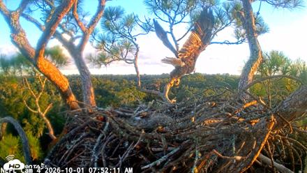NE Florida Eagles Live Webcam - Oct 1, 2026, 7:53am EDT