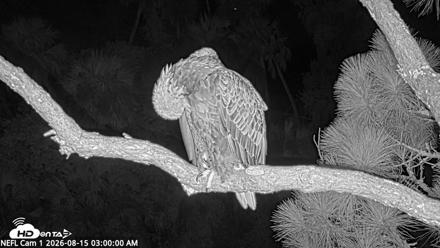 NE Florida Eagles Live Webcam - Aug 15, 2026, 3:01am EDT