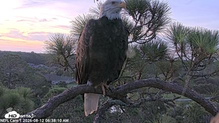 NE Florida Eagles Live Webcam - Aug 12, 2026, 6:39am EDT