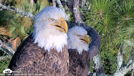NE Florida Eagles Live Webcam - Aug 30, 2026, 8:26am EDT