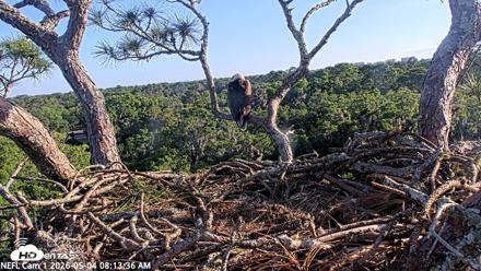 NE Florida Eagles Live Webcam - May 4, 2026, 8:14am EDT