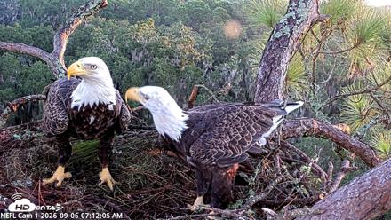NE Florida Eagles Live Webcam - Sep 6, 2026, 7:13am EDT